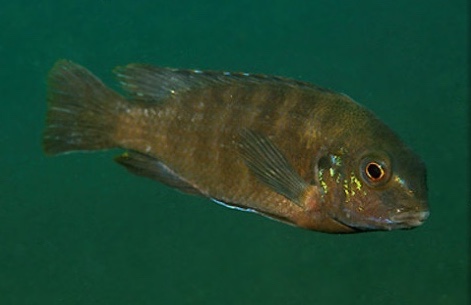 Tropheops sp. 'maleri blue' Nakantenga Island